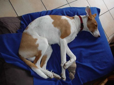 Podenco Canario Chico Platero total entspannt