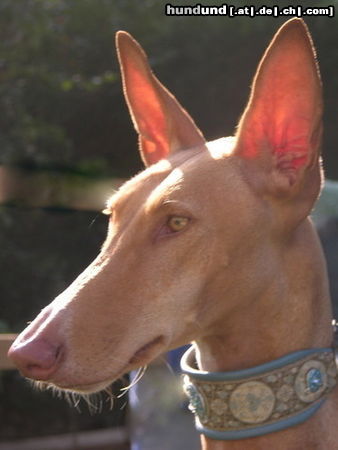 Podenco Canario Hunde Foto 45380 in höherer Auflösung ansehen Podenco Canario NIKITA