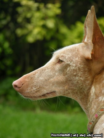 Podenco Canario LEA