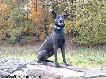 Podenco Canario Hunde Foto 6684 Podenco Canario Bin ich nicht Hübsch