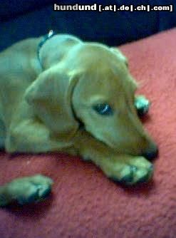 Podenco Canario Hunde Foto 11300 Podenco Canario Donna, ca.3,5 Monate