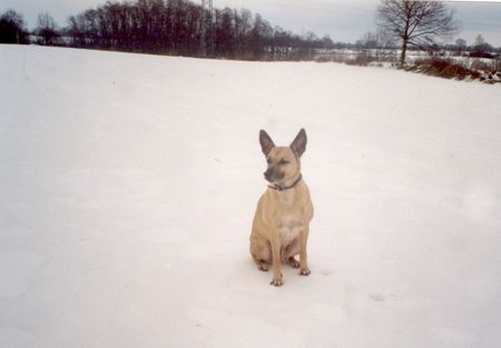 Podenco Canario Chérie, Podenko-Mischling