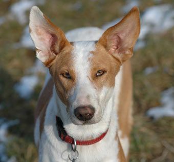 Podenco Canario Hunde Foto 35635 Podenco Canario Chico Platero aus La Palma