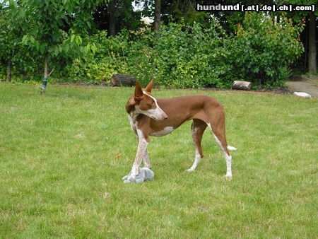 Podenco Canario Feli von der Tierhilfe Fuerteventura