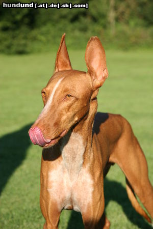 Podenco Canario Sunshine von der Tierhilfe Fuerteventura