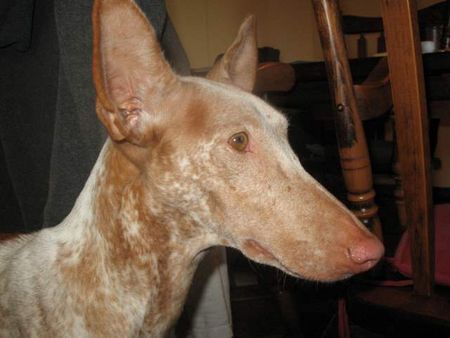 Podenco Canario Hunde Foto 41177 in höherer Auflösung ansehen Podenco Canario Podenco Canario Hündin