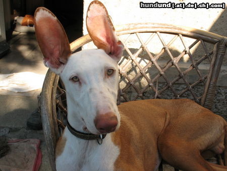 Podenco Canario Hunde Foto 45381 in höherer Auflösung ansehen Podenco Canario NIKITA