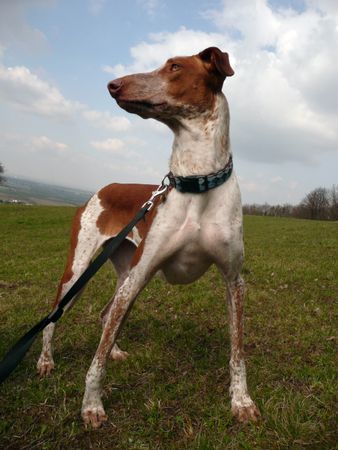 Podenco Canario Shakira´s Ausflug