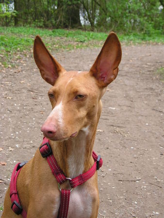 Podenco Canario Hunde Foto 37383 in höherer Auflösung ansehen Podenco Canario Pepito, 5 Jahre, Tierhilfe Fuerteventura