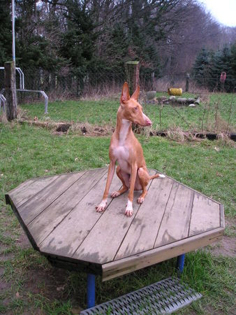 Podenco Canario Hunde Foto 37381 in höherer Auflösung ansehen Podenco Canario Pepito, 5 Jahre, Tierhilfe Fuerteventura