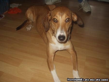 Podenco Canario Hunde Foto 10361 Podenco Canario