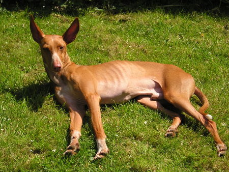 Podenco Canario Hunde Foto 37382 in höherer Auflösung ansehen Podenco Canario Pepito, 5 Jahre, Tierhilfe Fuerteventura