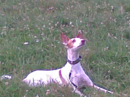 Podenco Canario unser Schatz