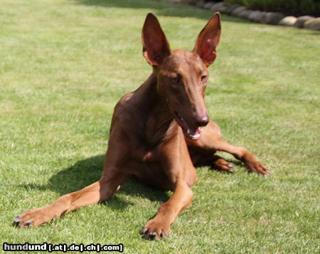 Podenco Canario Richie von der Tierhilfe Fuerteventura