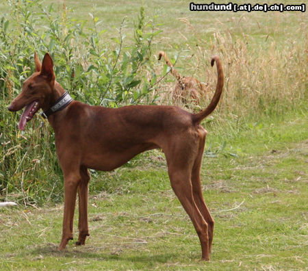 Podenco Canario Richie von der Tierhilfe Fuerteventura