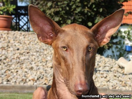 Podenco Canario Richie von der Tierhilfe Fuerteventura