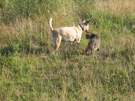 Podenco Canario Hunde Foto 34003 Podenco Canario Chérie und Kater Luchsohr