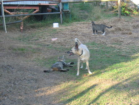 Podenco Canario Chérie war bei Aqualang und Luchsohr (Waisenkater) Ersatzmama