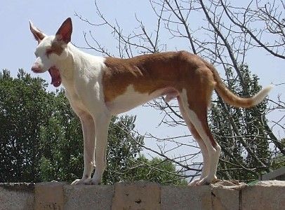 Podenco Canario Der gelangweilte Simon auf Granada