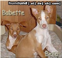 Podenco Canario Hunde Foto 25438 in höherer Auflösung ansehen Podenco Canario mijn zusjes