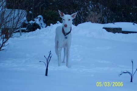 Podenco Canario Blanco im Halbdunkel beim gartenausspähen