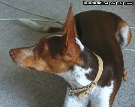 Podenco Canario Hunde Foto 13560 Podenco Canario Bolero 1 Jahr Podenco