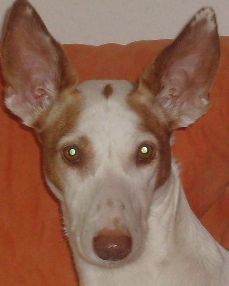 Podenco Canario unser Schatz