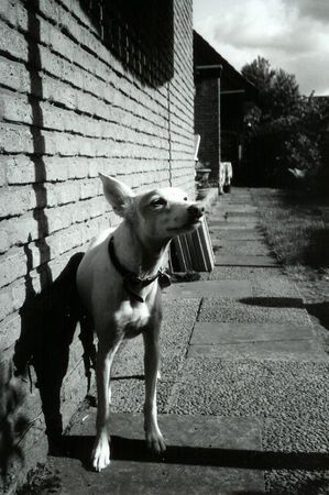 Podenco Canario Judy