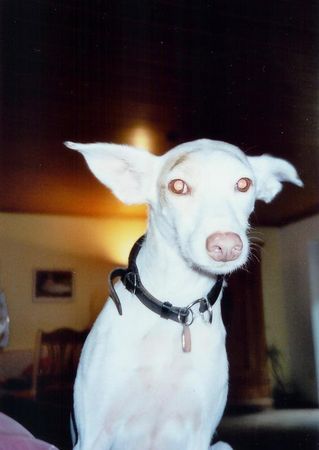 Podenco Canario Judy