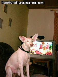 Podenco Canario Hunde Foto 21870 in höherer Auflösung ansehen Podenco Canario Judy