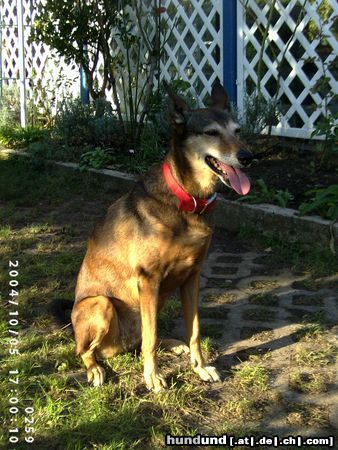 Podenco Canario Hunde Foto 16620 Podenco Canario Mira