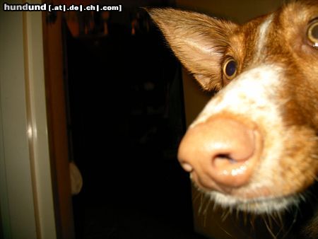 Podenco Canario Hunde Foto 15045 in höherer Auflösung ansehen Podenco Canario kiekeboe