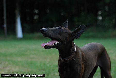 Podenco Canario Hunde Foto 45969 in höherer Auflösung ansehen Podenco Canario Starlet - Podenco Canario in Fehlfarbe
