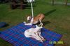 Podenco Canario Foto: Hier unsere beiden Racker Blanco und Simon (ID 30143) Podenco Canario Hund