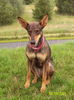 Podenco Canario Foto: Lüdya im regen (ID 29838) Podenco Canario Hund