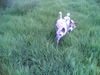 Podenco Canario Hund