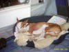 Podenco Canario Hund