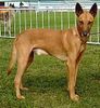 Podenco Canario Hund