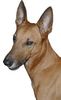 Podenco Canario Hund