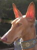 Podenco Canario Hund