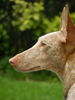 Podenco Canario Hund