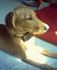 Podenco Canario Hund