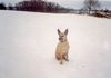 Podenco Canario Hund