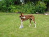 Podenco Canario Hund