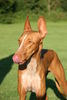 Podenco Canario Hund