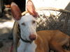 Podenco Canario Hund