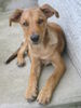 Podenco Canario Foto: ZOE Podenco-Mix (ID 25237) Podenco Canario Hund