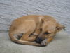Podenco Canario Foto: Samira Podenco-Mix (ID 25236) Podenco Canario Hund