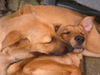 Podenco Canario Foto: ZOE u. SAMIRA Podenco-Mix (ID 25238) Podenco Canario Hund