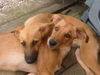 Podenco Canario Foto: Dream-Team Podenco-Mix (ID 25235) Podenco Canario Hund